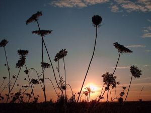 1539758-2-summer-evening